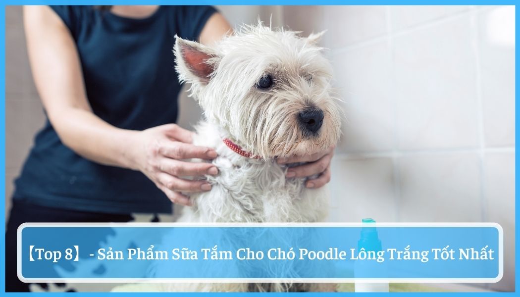 【top 8】- sản phẩm sữa tắm cho chó poodle lông trắng tốt nhất