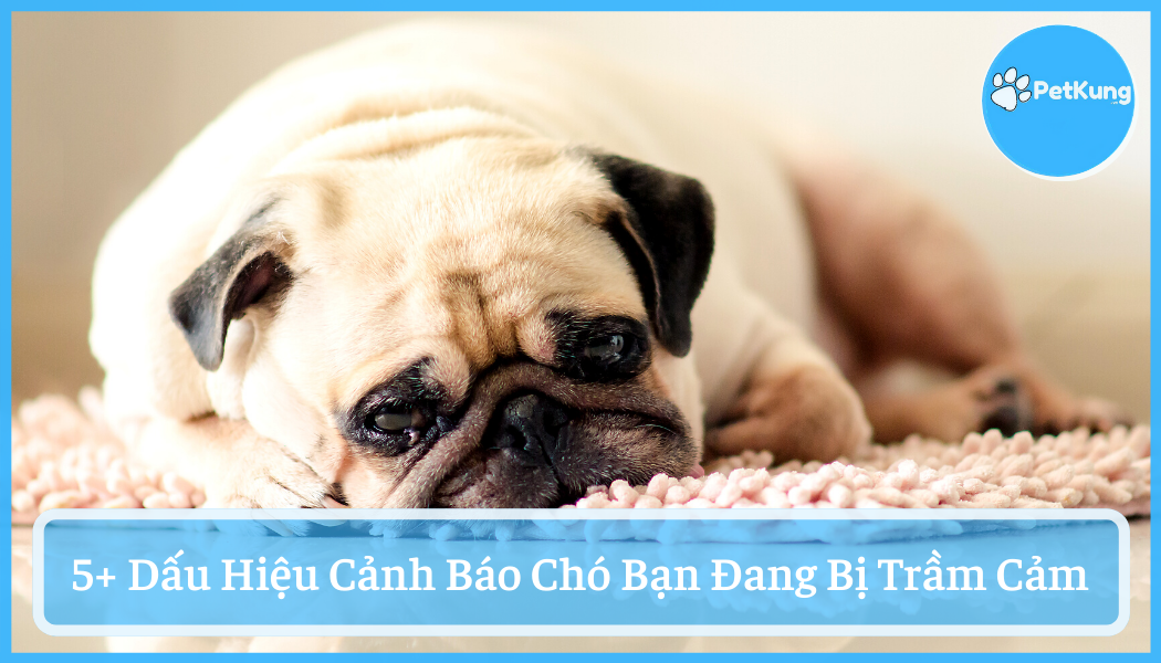 Chó bạn đang bị trầm cảm - 5 dấu hiệu cảnh báo cần chú ý