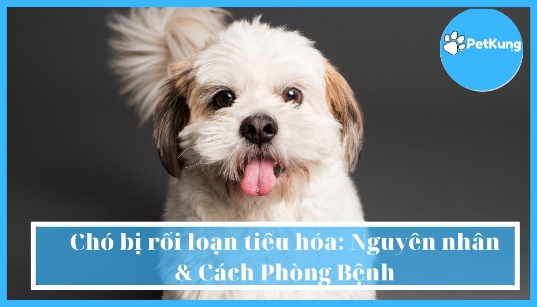 Chó bị rối loạn tiêu hóa: nguyên nhân & cách phòng bệnh