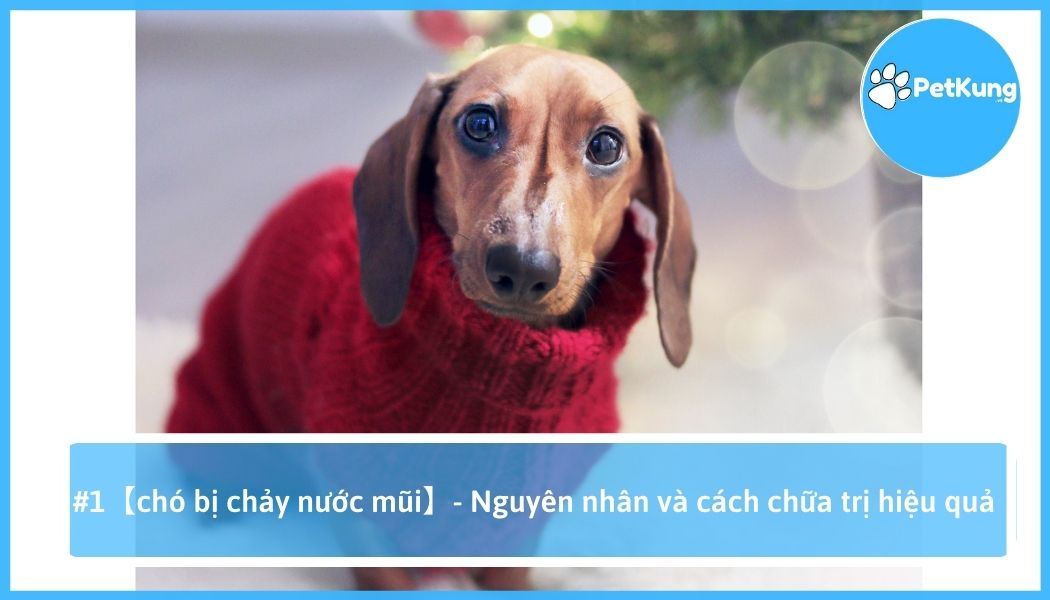 Chó bị chảy nước mũi - nguyên nhân và cách chữa trị hiệu quả
