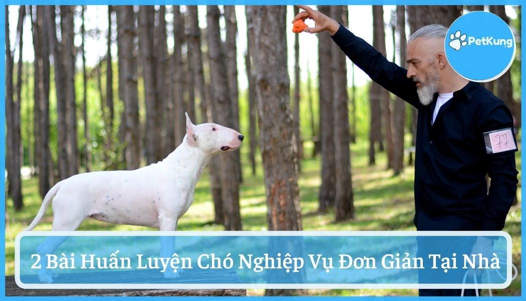 #2 bài huấn luyện chó nghiệp vụ đơn giản ngay tại nhà