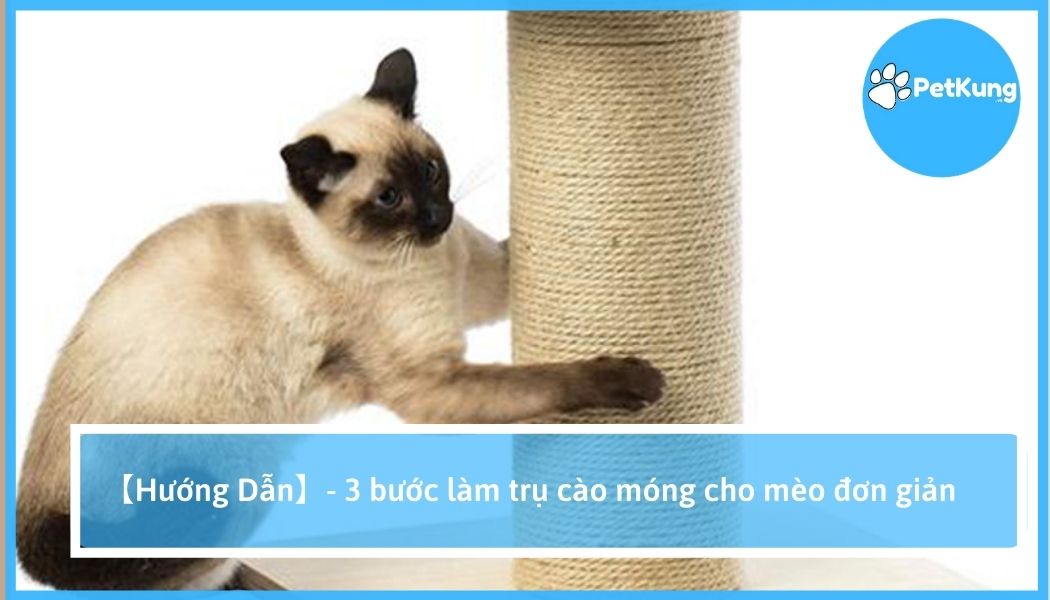 【hướng dẫn】- 3 bước làm trụ cào móng cho mèo đơn giản