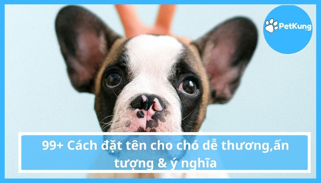 99+ Cách đặt tên cho chó dễ thương & ấn tượng & ý nghĩa