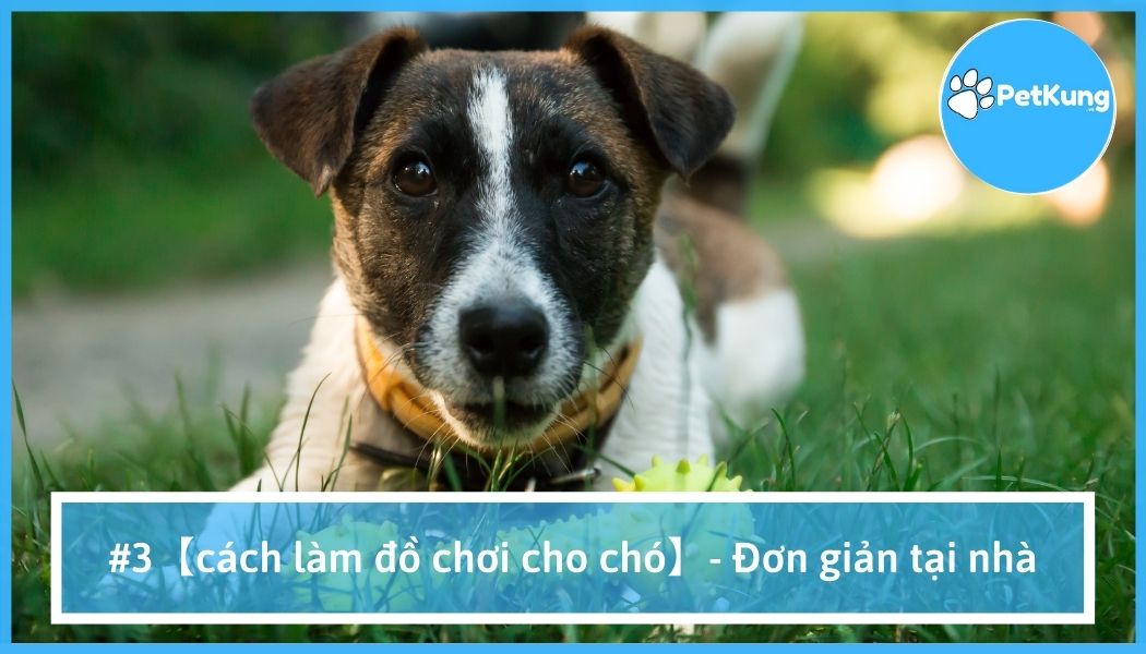 Cách làm đồ chơi cho chó đơn giản tại nhà