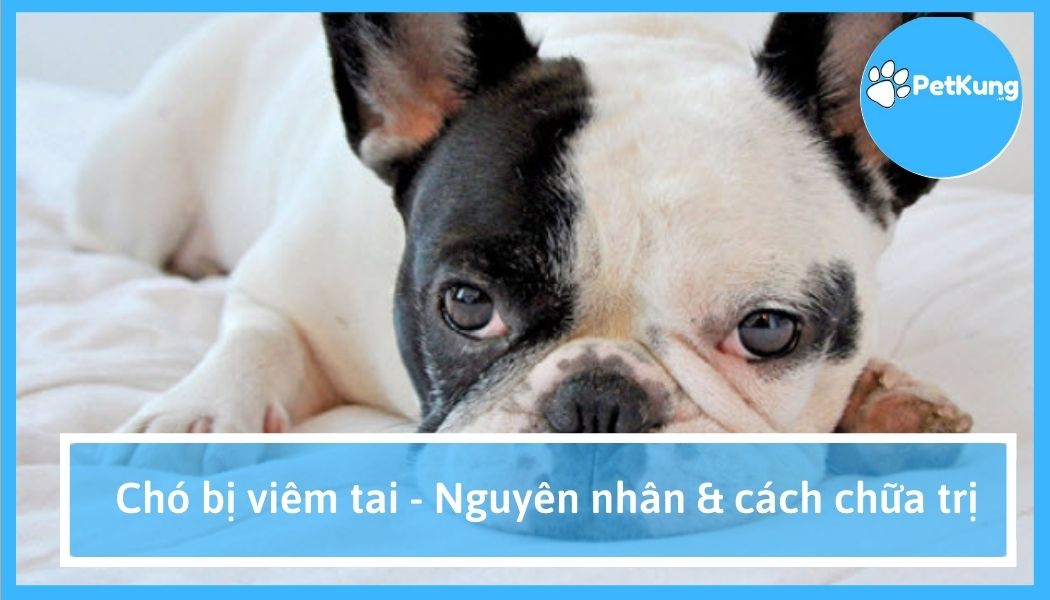 Chó bị viêm tai - nguyên nhân & cách chữa trị