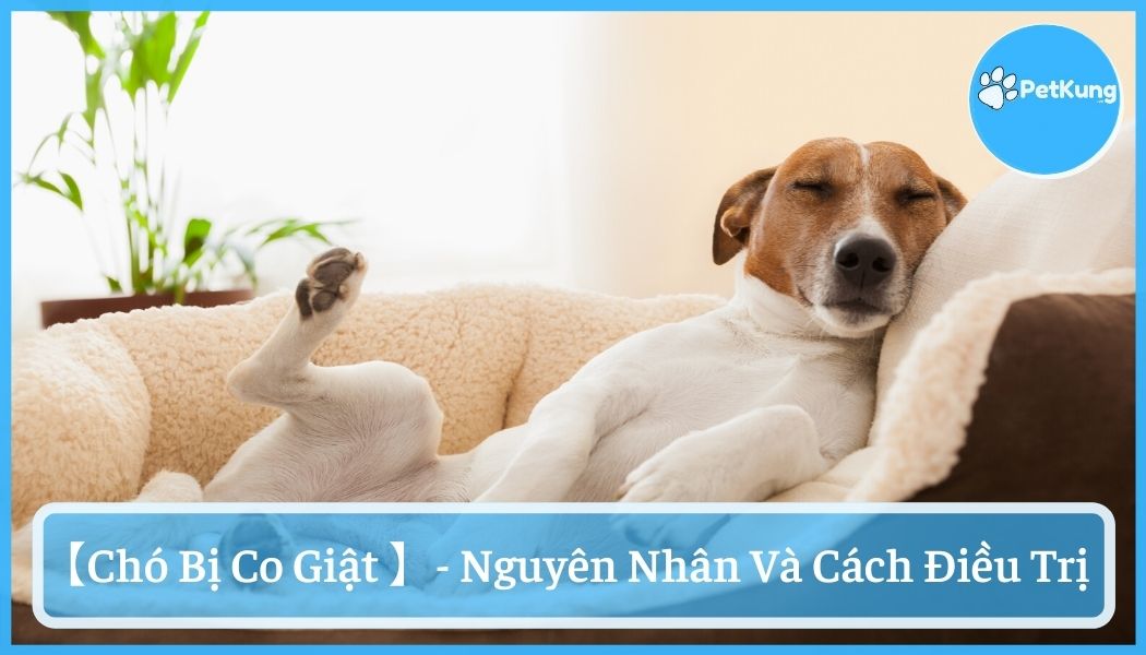 Chó bị co giật - nguyên nhân | triệu chứng |cách điều trị
