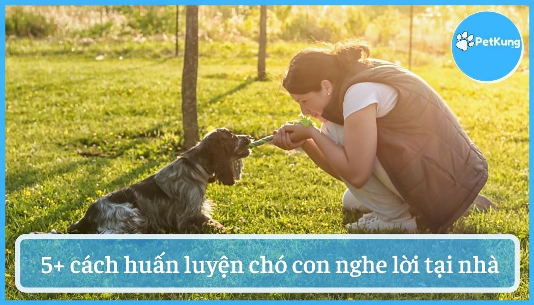 Cách huấn luyện chó con - 5 phương pháp hiệu quả