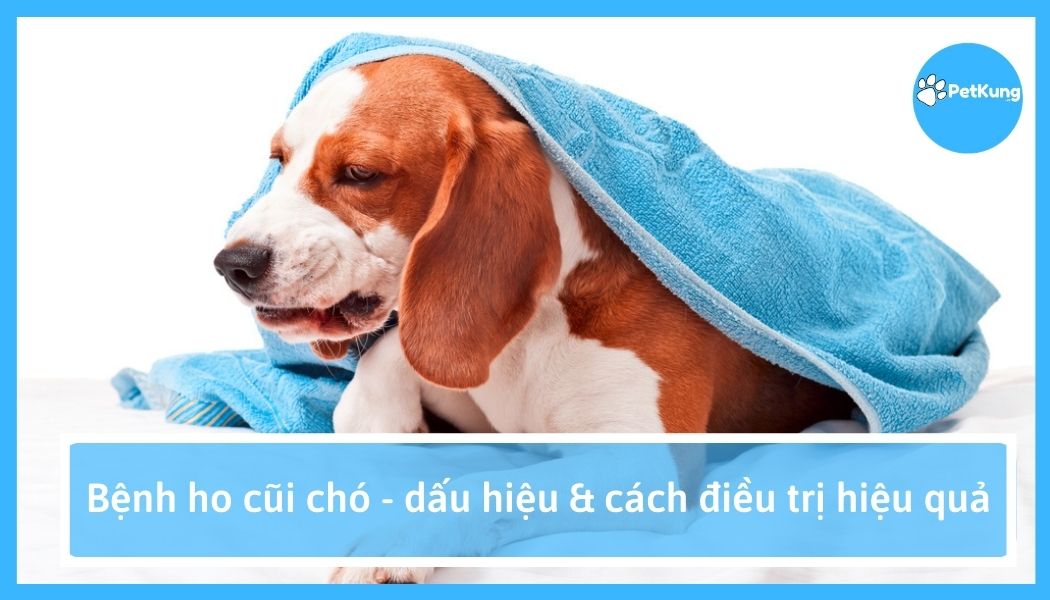 Bệnh ho cũi chó - dấu hiệu & cách điều trị hiểu quả