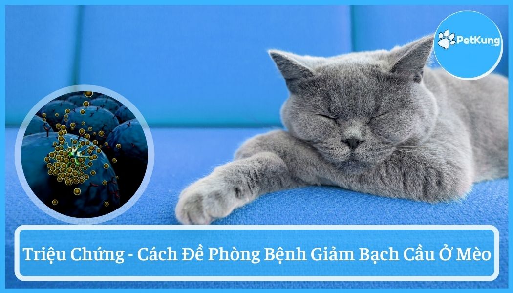 Giảm bạch cầu ở mèo - triệu chứng và cách đề phòng bệnh