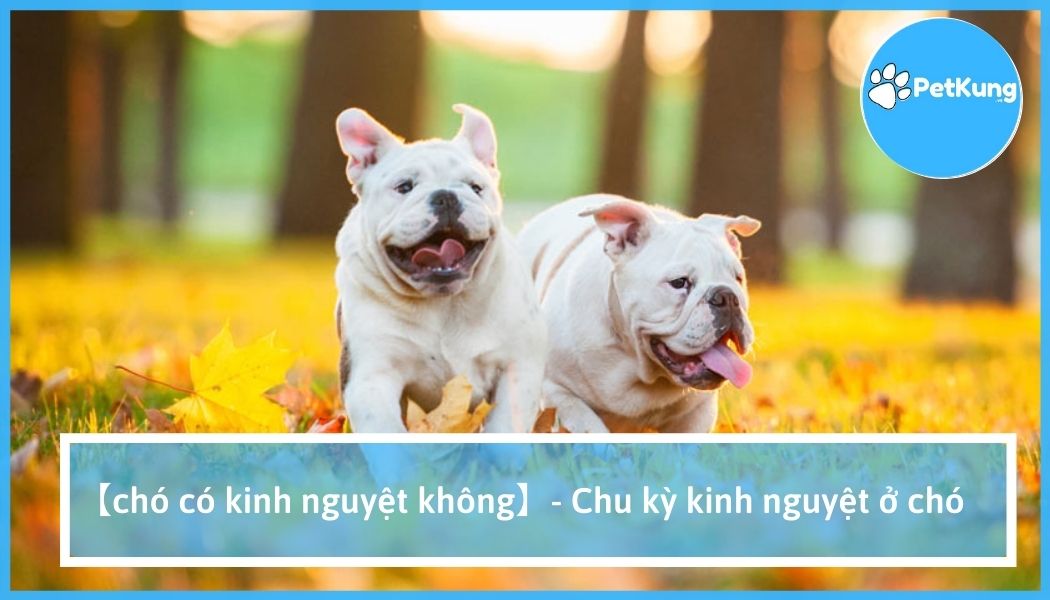 Chó có kinh nguyệt không? | chu kì kinh nguyệt ở chó thế nào?