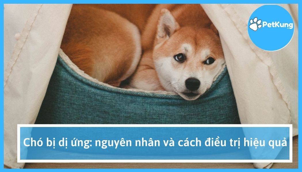 Chó bị dị ứng: nguyên nhân và cách điều trị hiệu quả