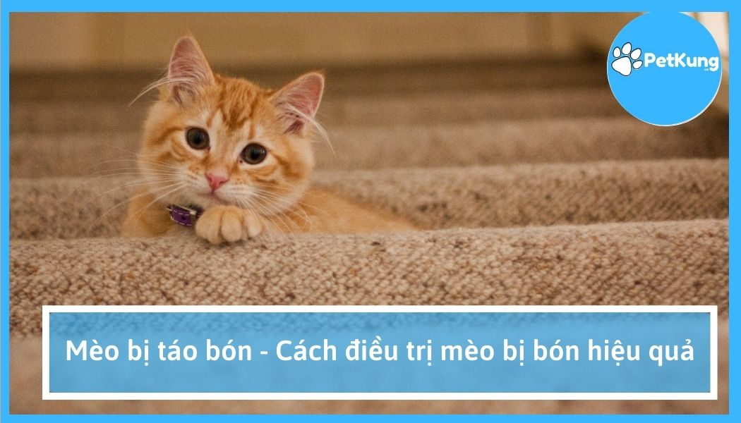 Mèo bị táo bón - cách điều trị mèo bị bón hiệu quả