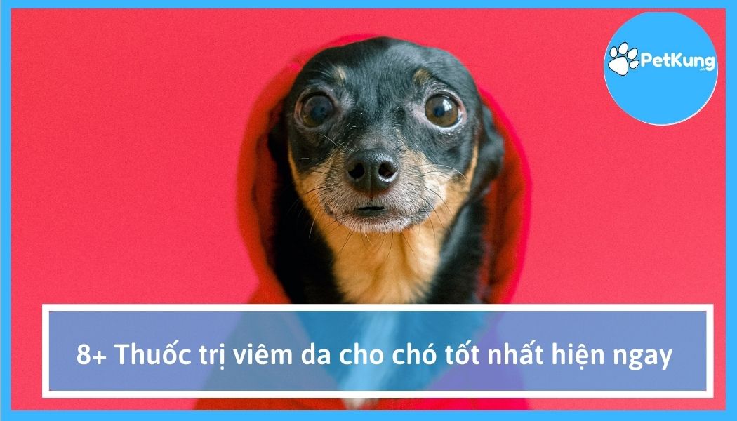 8+ thuốc trị viêm da cho chó tốt nhất hiện ngay