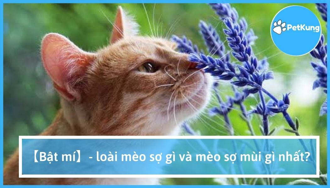 【bật mí】 - loài mèo sợ gì và mèo sợ mùi gì nhất?