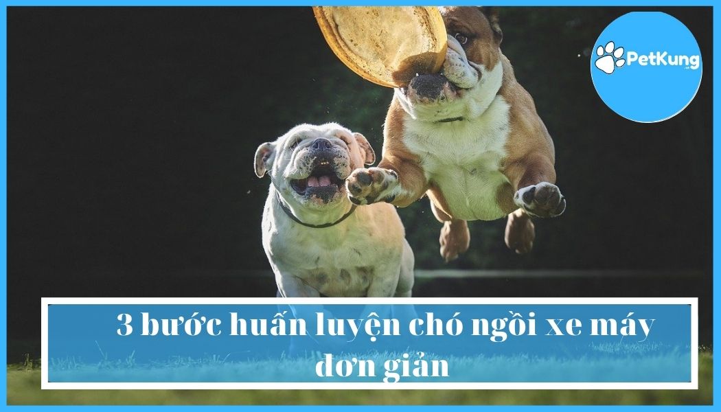 3 bước huấn luyện chó ngồi xe máy đơn giản
