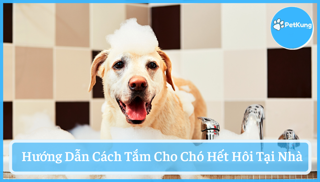 Cách tắm cho chó hết hôi - nhanh gọn, đúng cách tại nhà
