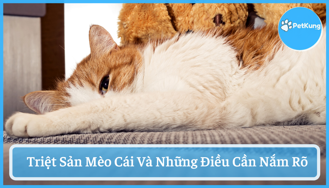 Triệt sản mèo cái - tất tần tật những điều cần nắm rõ