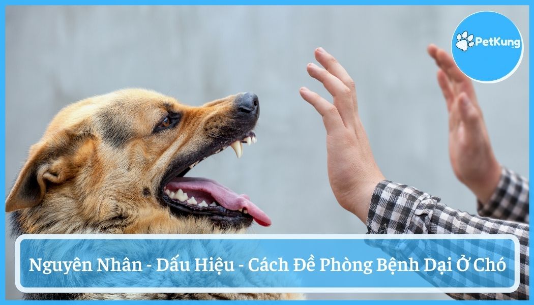 Bệnh dại ở chó - nguyên nhân, dấu hiệu và cách đề phòng