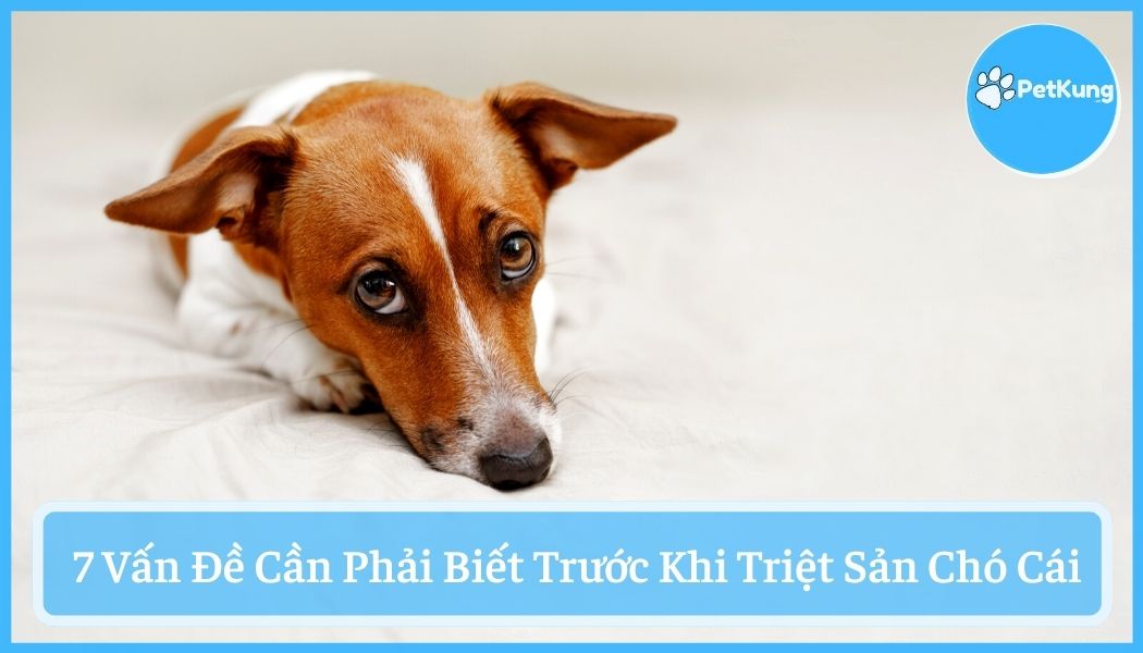 #7 vấn đề cần phải biết trước khi triệt sản chó cái