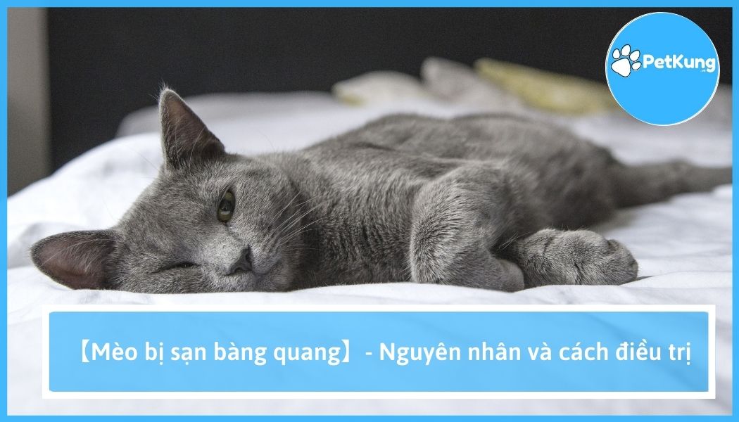 Mèo bị sạn bàng quang - nguyên nhân | cách điều trị hiệu quả