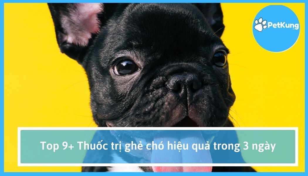 Top 9+ thuốc trị ghẻ chó hiệu quả trong 3 ngày