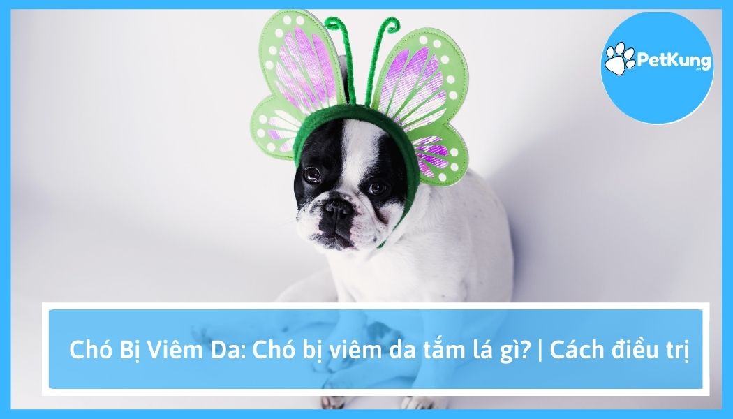 Chó bị viêm da: chó bị viêm da tắm lá gì? | cách điều trị