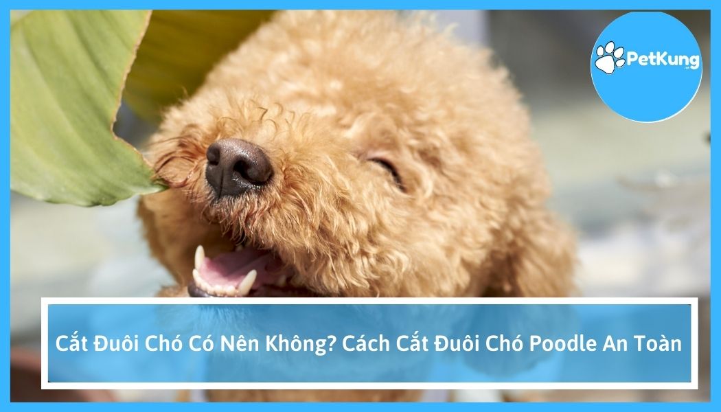 Cắt đuôi chó có nên không? cách cắt đuôi chó poodle an toàn