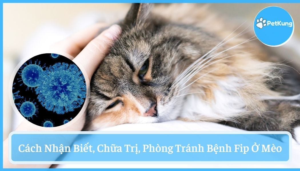 Bệnh fip ở mèo - cách nhận biết phòng tránh hiệu quả