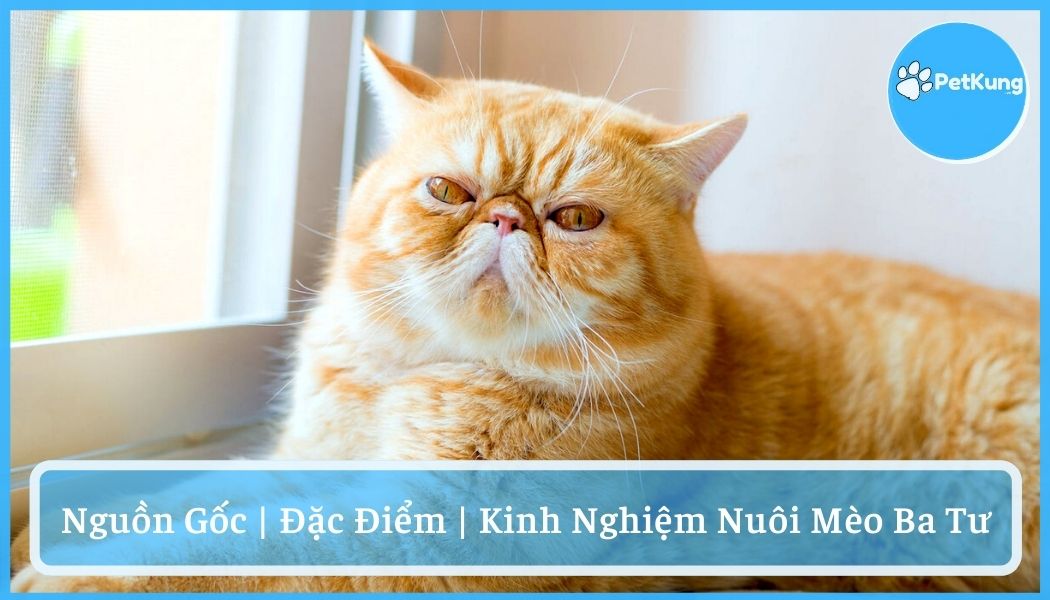 Kinh nghiệm nuôi mèo ba tư - nguồn gốc và đặc điểm
