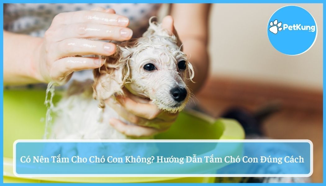 Có nên tắm cho chó con không? cách tắm chó con đúng nhất
