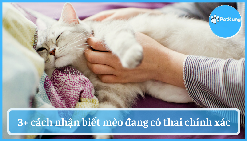 Cách nhận biết mèo có thai - 3 dấu hiệu chuẩn xác nhất