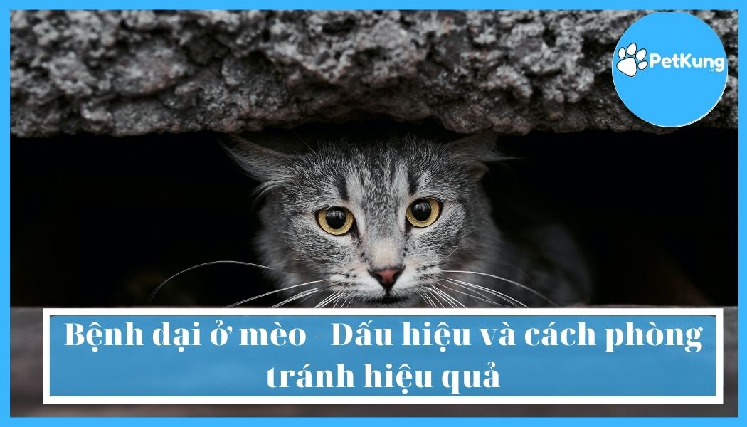 Bệnh dại ở mèo - dấu hiệu và cách phòng tránh hiệu quả