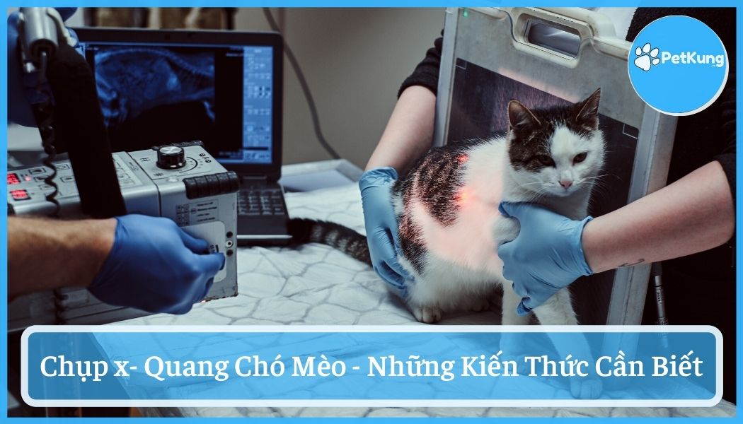 Chụp x quang chó mèo - những kiến thức cần biết