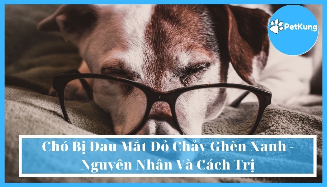 Chó Bị Đau Mắt Đỏ Chảy Ghèn Xanh - Nguyên Nhân Và Cách Trị
