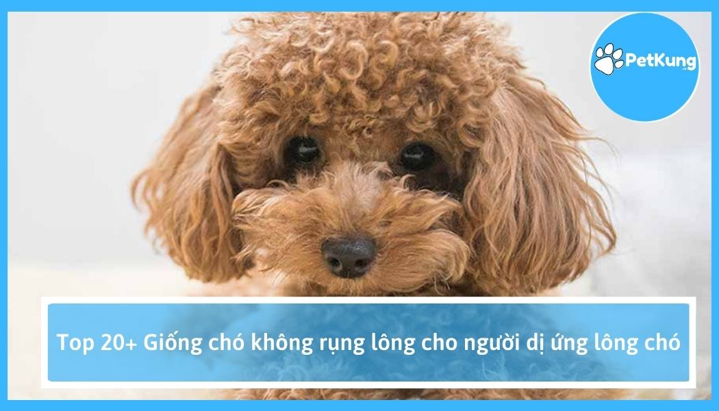 Top 20+ giống chó không rụng lông cho người dị ứng lông chó