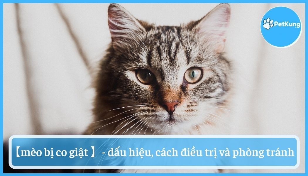 Mèo bị co giật - dấu hiệu, cách điều trị và phòng tránh