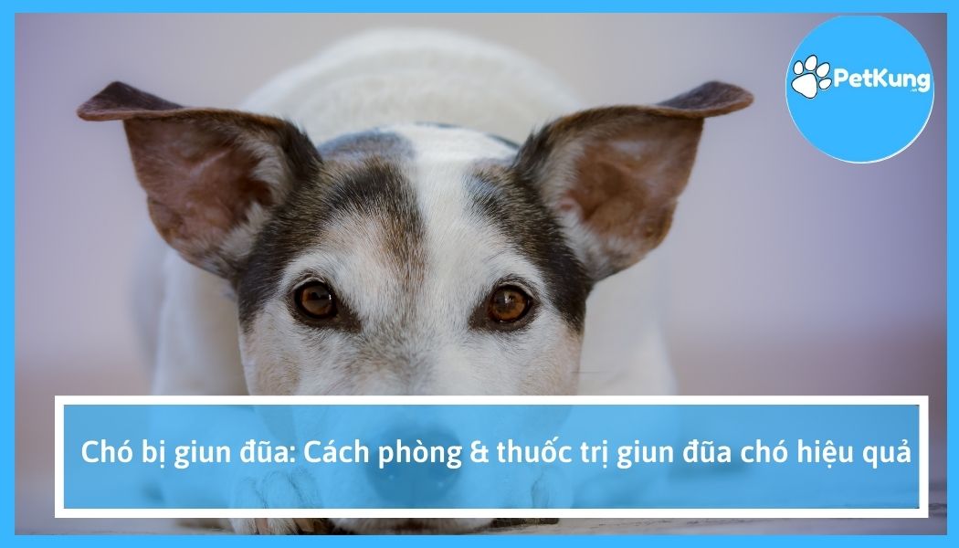  chó bị giun đũa: cách phòng & thuốc trị giun đũa chó hiệu quả