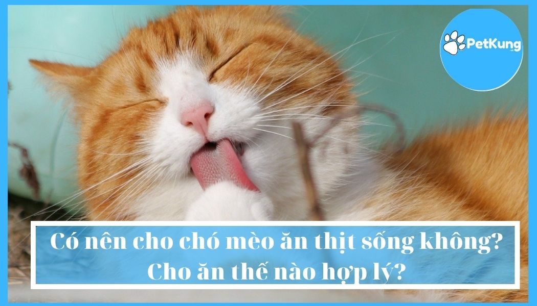 Có nên cho chó mèo ăn thịt sống không? cho ăn thế nào hợp lý?