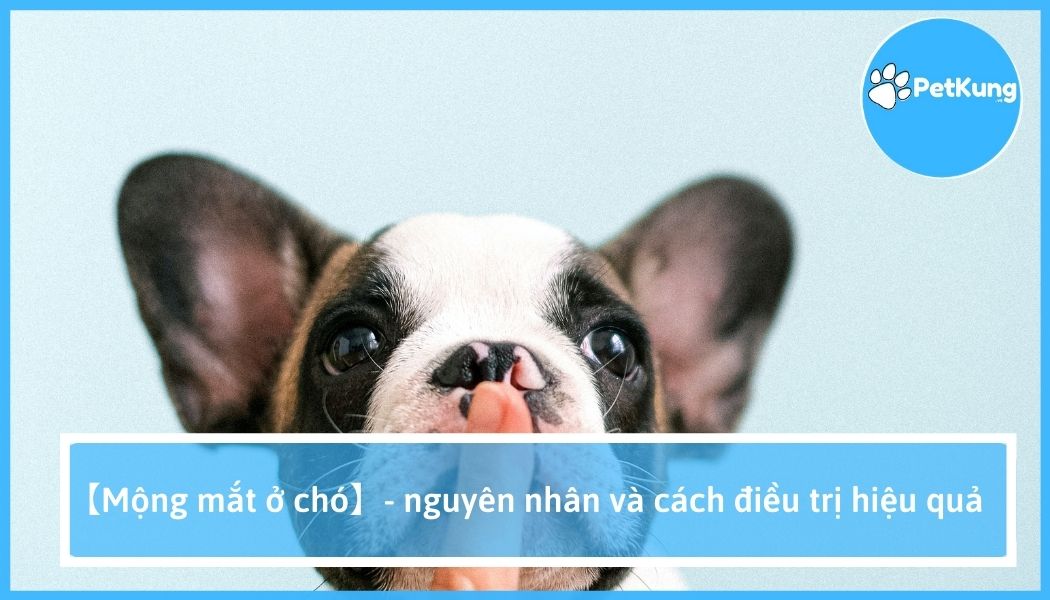 Mộng mắt ở chó - nguyên nhân và cách điều trị hiệu quả