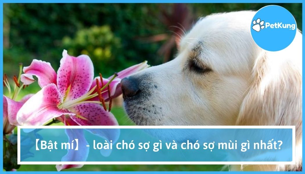 【bật mí】- loài chó sợ gì và chó sợ mùi gì nhất?