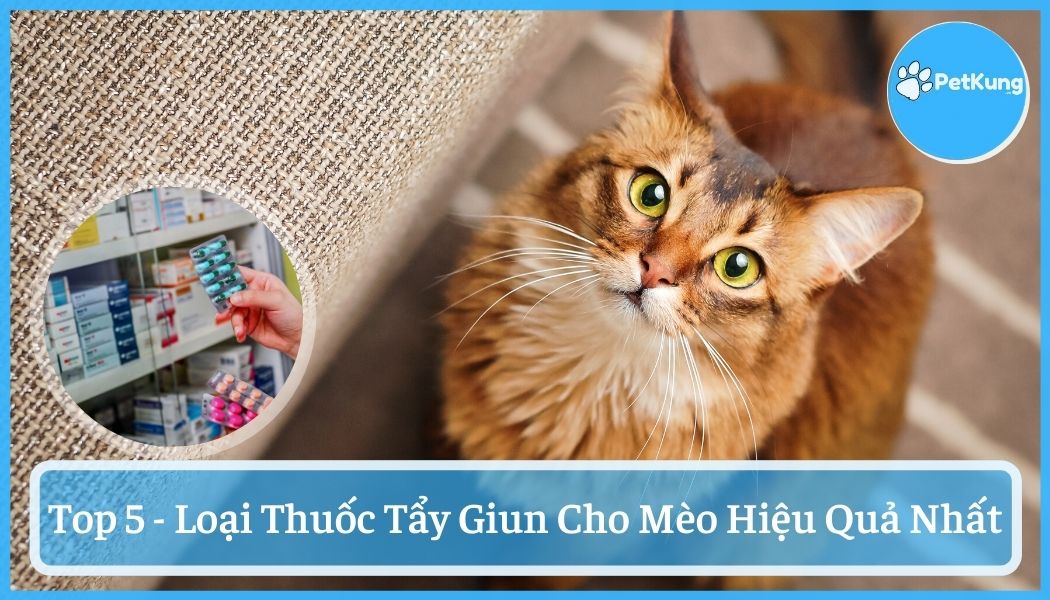 【tổng hợp】 - 5 loại thuốc tẩy giun cho mèo hiệu quả nhất