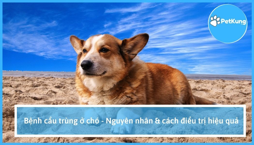Bệnh cầu trùng ở chó - nguyên nhân & cách điều trị hiệu quả