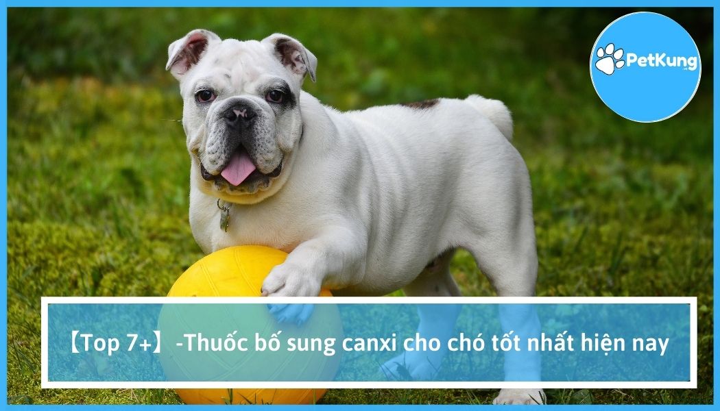 【top 7+】-thuốc bố sung canxi cho chó tốt nhất hiện nay