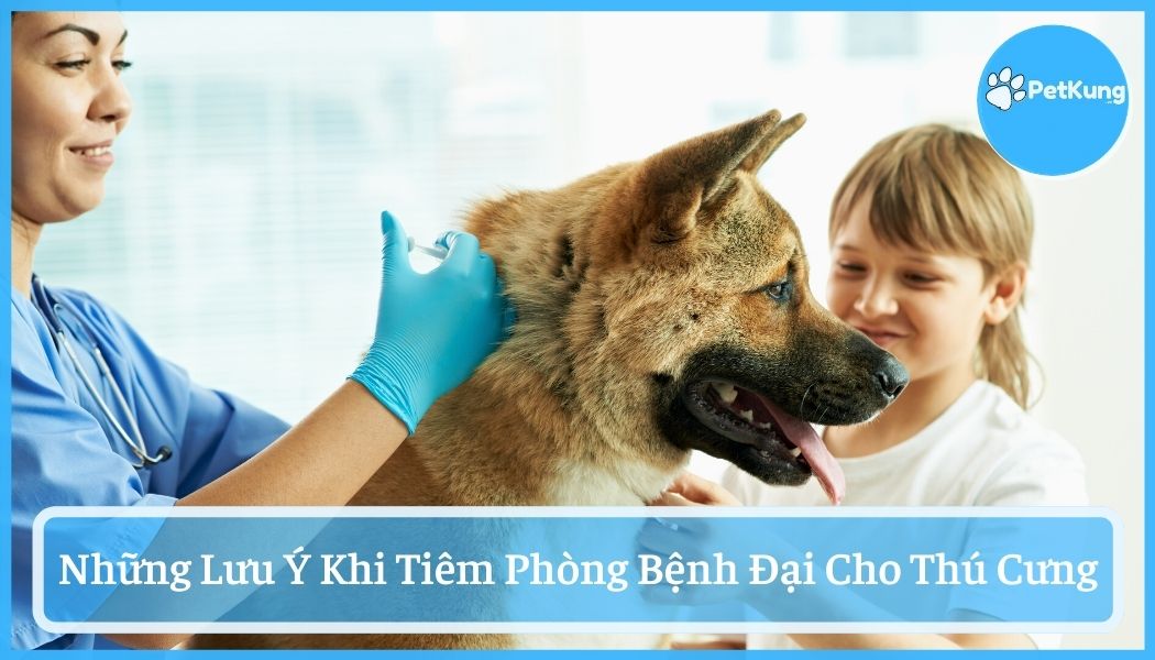 Tiêm phòng bệnh dại cho thú cưng - những lưu ý phải biết