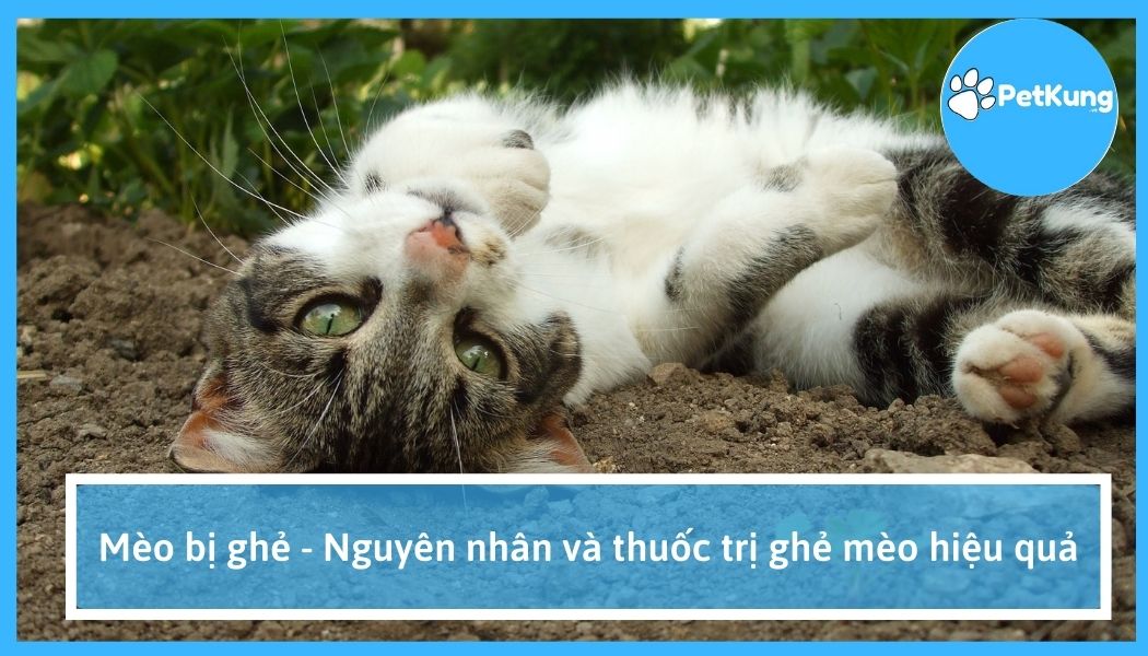 Mèo bị ghẻ - nguyên nhân và thuốc trị ghẻ mèo hiệu quả