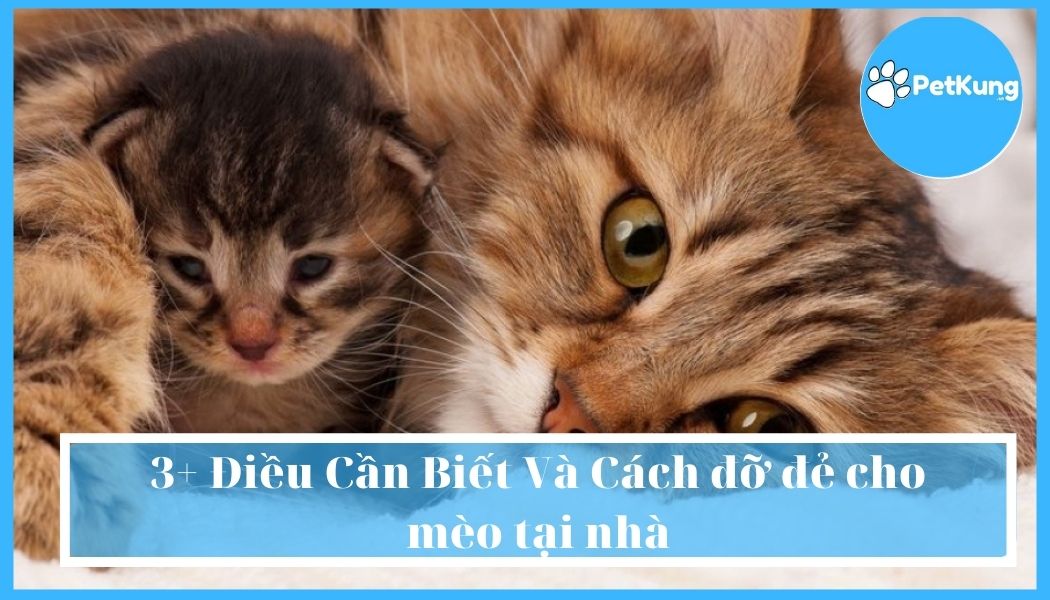 3+ điều cần biết và cách đỡ đẻ cho mèo tại nhà