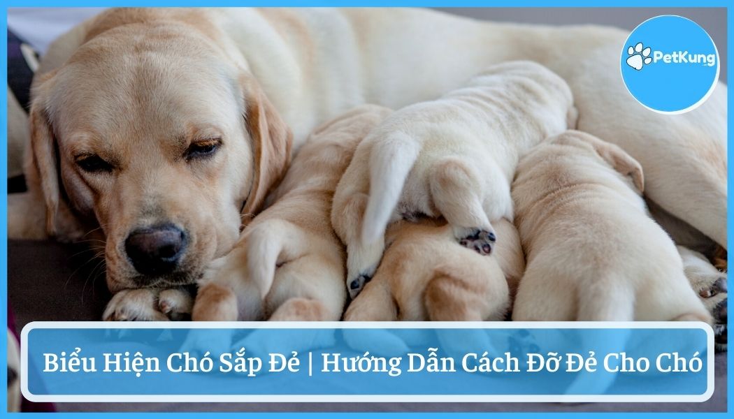 Chó sắp đẻ - biểu hiện và hướng dẫn cách đỡ đẻ cho chó