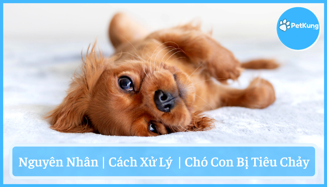 Chó con bị tiêu chảy - nguyên nhân và cách xử lý hiệu quả