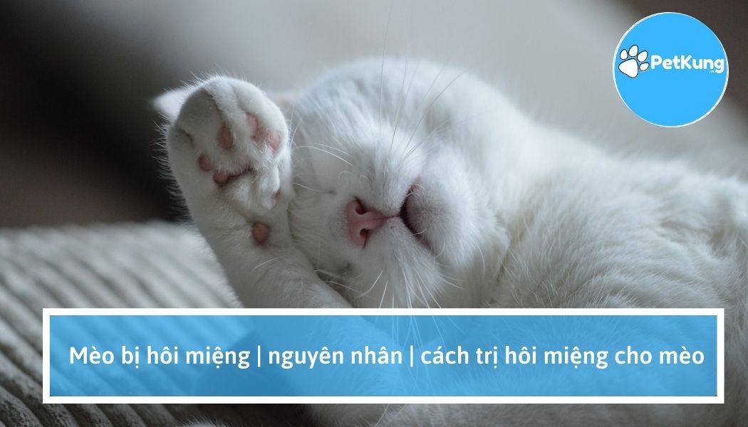 Mèo bị hôi miệng | nguyên nhân | cách trị hôi miệng cho mèo