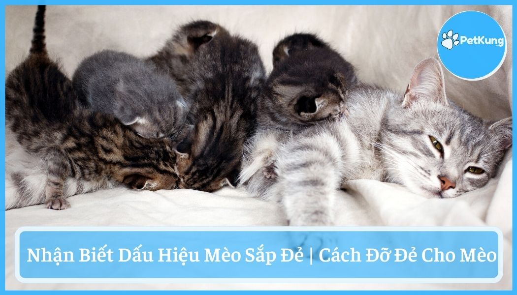Mèo sắp đẻ - dấu hiệu và cách đỡ đẻ cho mèo tại nhà